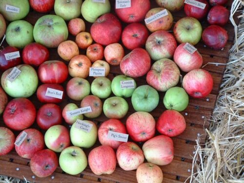 The history of cider making in Cornwall - and where to learn more