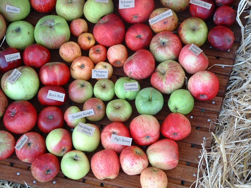 Cornish apple varieties