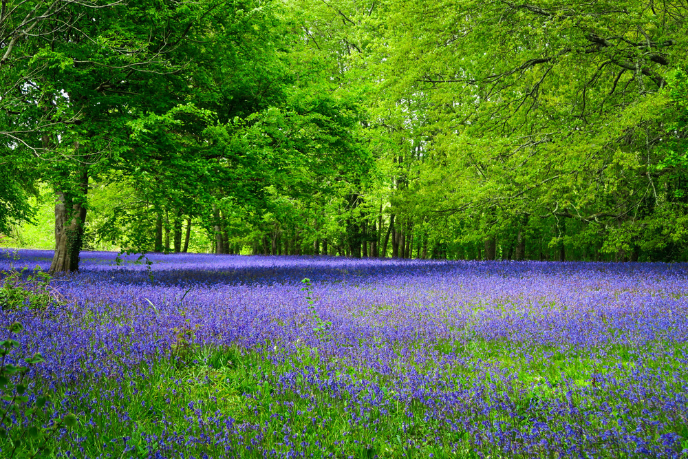 Five Places To See Bluebells In Cornwall This Spring