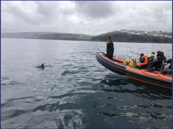 wildlife watching boat trips cornwall